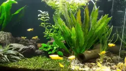 Jak odmulić dno akwarium i uniknąć problemów z jakością wody