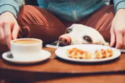 Kawa dla psa to trucizna! Objawy, dawki, ratunek krok po kroku.