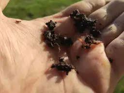 Dżdżownice kalifornijskie w glebie na dłoni. Widać kilka małych robaków, co daje pojęcie, jak szybko rozmnażają się dżdżownice kalifornijskie.