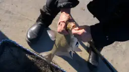 Ręce wędkarza wyciągają leszcza z haczyka. Obok siatka i wędka.