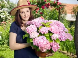 Jak przezimować hortensję ogrodową w donicy, by nie przemarzła