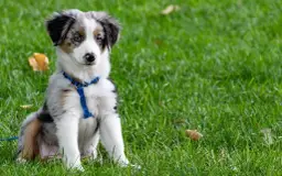 Co podać psu na biegunkę: najlepsze rozwiązania i porady dla właścicieli