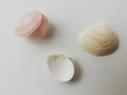 Jakie muszle występują w Bałtyku? Odkryj fascynujące gatunki