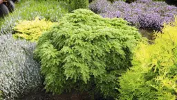 Ile nawozu sypać pod iglaki, aby uniknąć ich usychania?