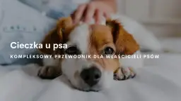 Ile dni pies ma cieczkę - przebieg cieczki i objawy. Jak się zachować?