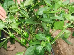 Kwitnienie papryki: od pąka do owocu i jak radzić sobie z problemami