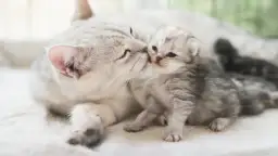 Jak długo kotka karmi kocięta? Kluczowe etapy i Twoja rola