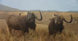 Czym się żywi antylopa gnu? Odkryj jej tajemnice diety i nawyków