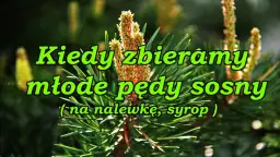 Kiedy zbierać pędy sosny na nalewkę? Sprawdź!