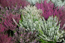 Czy wrzosy zimują w ogrodzie? Wszystko o przygotowaniu roślin na mróz