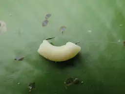 Jak założyć makaron na haczyk? Sekrety skutecznego łowienia