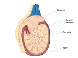 Jak wygląda jądro męskie? Odkryj jego budowę i funkcje zdrowotne
