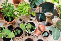 Kawa nawóz do czego? Odkryj tajemnice skutecznego nawożenia