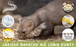 Kuna na tle naturalnym, obok niej grafiki z octem, naftaliną, czosnkiem, olejkami eterycznymi i przyprawami korzennymi. Jaki zapach odstrasza kuny?