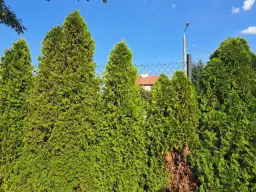 Zielone tuje tworzą żywopłot. Czy tuja to drzewo? Tak, to wiecznie zielone drzewo iglaste, które pięknie wygląda latem.