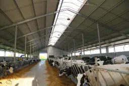 Nowoczesna, tania obora dla bydła mięsnego z jasnym dachem i rzędami pasących się krów.