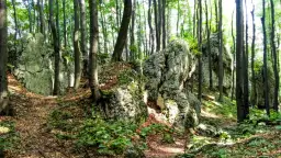 Rezerwat przyrody Pazurek - tajemnice flory i unikalne atrakcje