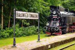 Najlepsze atrakcje w Puszczy Białowieskiej, które musisz zobaczyć