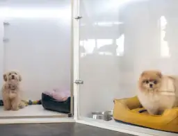 Jak założyć hotel dla psów i uniknąć najczęstszych błędów