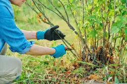 Jak przycinać czarną porzeczkę, aby uniknąć błędów i zwiększyć plony