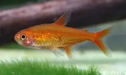 Gdzie oddać rybki akwariowe, aby znaleźć im dobry dom?