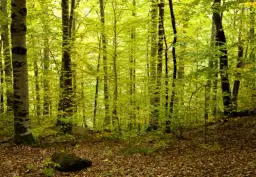 Gdzie na grzyby Szczecin - najlepsze miejsca na udane grzybobranie