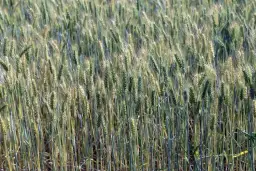 Jaki nawóz pod pszenżyto ozime zapewni najlepsze plony i wzrost?