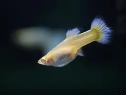 Gupiki z jakimi rybami? Odkryj najlepsze towarzystwo dla nich