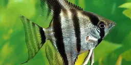 Skalar czy żaglowiec - co wybrać dla swojego akwarium?