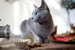 Czy koty mogą jeść masło orzechowe? Sprawdź, co musisz wiedzieć