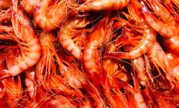 Gamba de Palamós: secretos de su sabor y su importancia ecológica