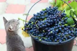 Czy koty mogą jeść jagody? Dowiedz się, co musisz wiedzieć o ich diecie