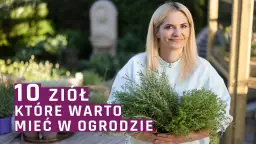 Jak wyglądają zioła ogrodowe? Odkryj ich piękno i zastosowanie