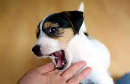 Dlaczego szczeniak gryzie i jak skutecznie to zmienić na dobre