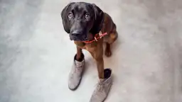 Jak zrobić buty dla psa, aby zapewnić mu komfort i ochronę