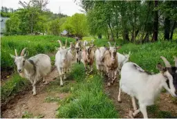 Agroturystyka ze zwierzętami w Dolnym Śląsku: idealne miejsca dla rodzin