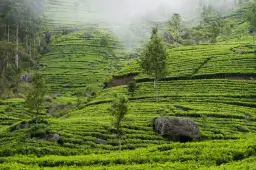 Sri Lanka co zwiedzić: najlepsze atrakcje, których nie możesz przegapić