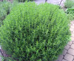 Jak wygląda cząber ogrodowy? Poznaj jego cechy i piękno tej rośliny