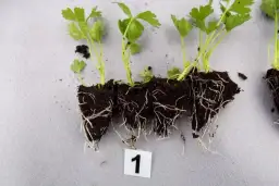 Kiedy wysadzać seler do gruntu, aby uniknąć przymrozków i błędów