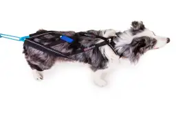 Jakie szelki dla husky wybrać, aby zapewnić psu komfort i bezpieczeństwo?