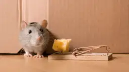 Welcher Köder für Ratten: Die besten Tipps für effektive Bekämpfung