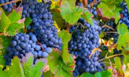 Prosty sposób na sok z winogron bez sokownika – domowy przepis krok po kroku