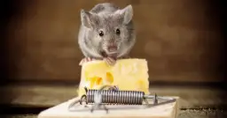 Die besten Köder für Mäuse: So fangen Sie die Nager effektiv