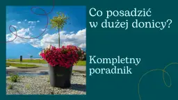 Co wsadzić do dużej donicy? Najlepsze rośliny do zaskakujących efektów