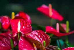 Kwiaty które przynoszą szczęście i pieniądze – poznaj ich moc i znaczenie