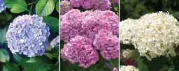 Jak odróżnić hortensję bukietową od ogrodowej i nie pomylić się w wyborze