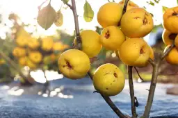 Jak zrobić sok z pigwowca do herbaty, który zachwyci smakiem i zdrowiem