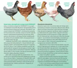 Rasowe kury: cechy, popularne rasy i hodowla - co warto wiedzieć