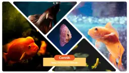 Ile kosztują rybki do akwarium - kompletny cennik z podziałem na gatunki