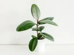 Jak przycinać fikusa, aby uniknąć błędów i cieszyć się zdrową rośliną